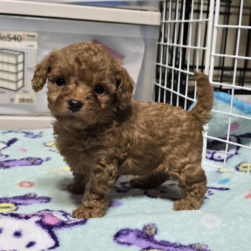 商談中の岡山県のトイプードル-430824の11枚目