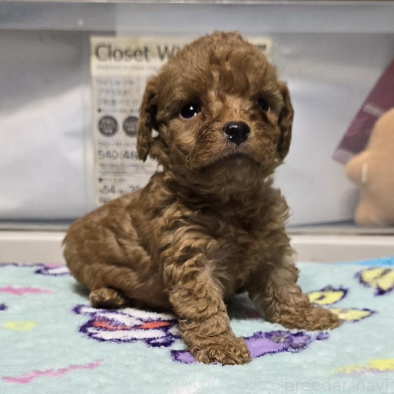 商談中の岡山県のトイプードル-430824の10枚目