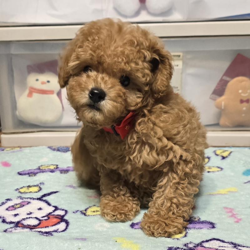 販売中の岡山県のトイプードル-425744