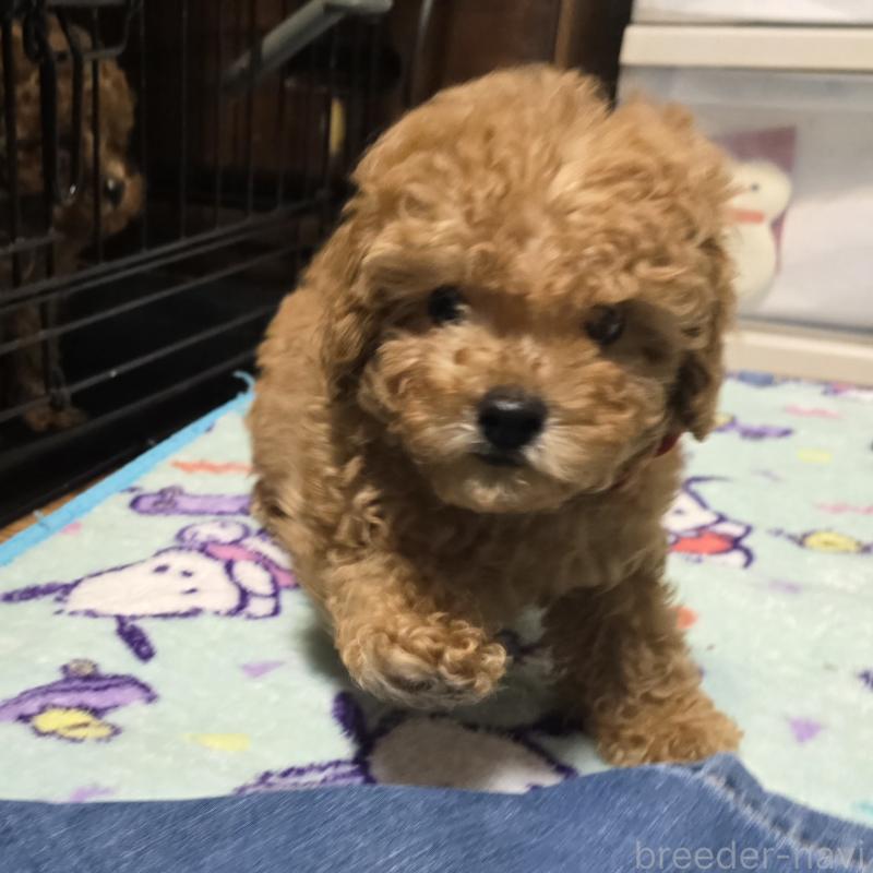 販売中の岡山県のトイプードル-425744の5枚目