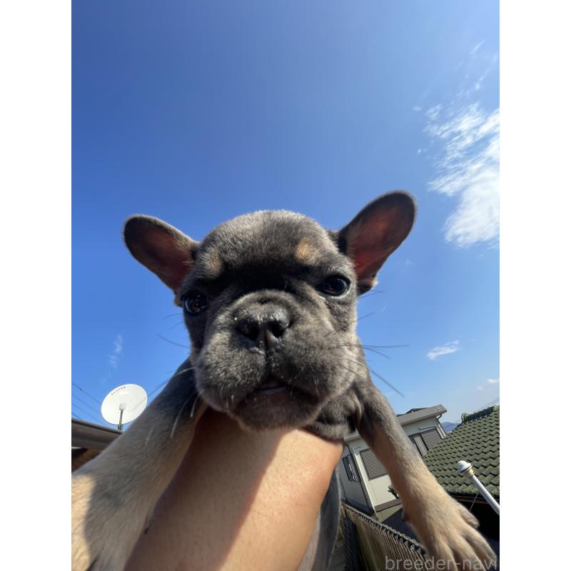 販売中の福岡県のフレンチブルドッグ-431113