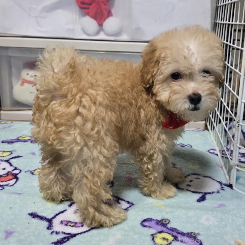 成約済の岡山県のトイプードル-422177の1枚目
