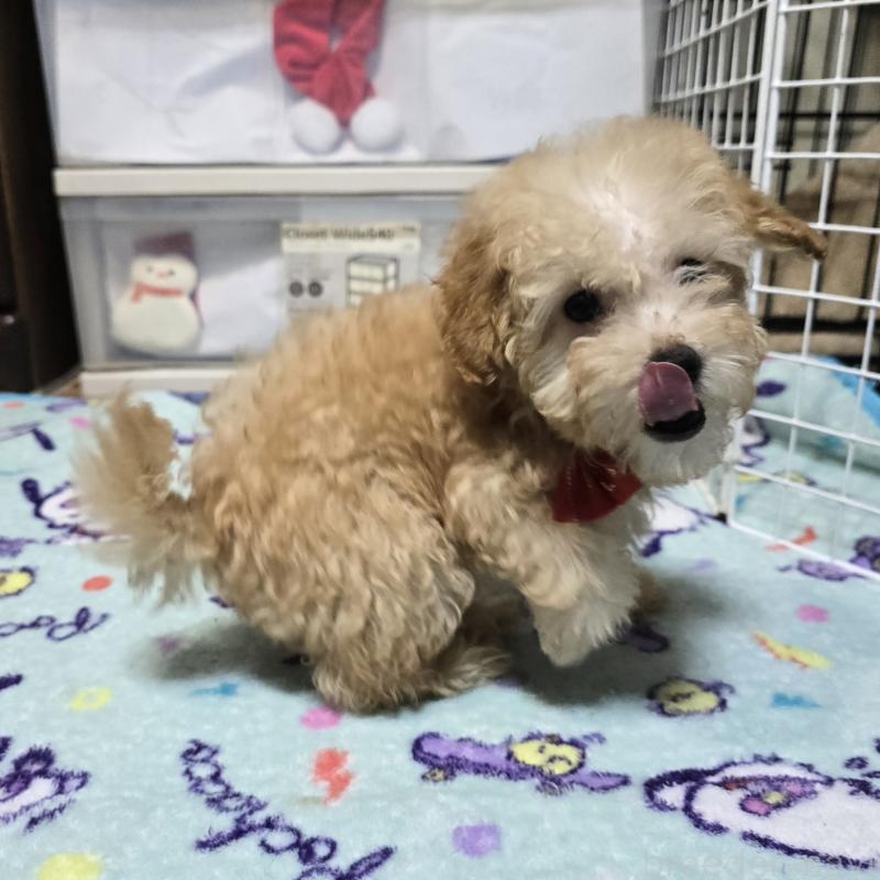 成約済の岡山県のトイプードル-422177の2枚目
