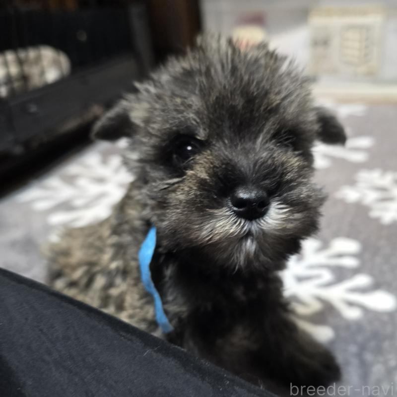 販売中の岡山県のミニチュアシュナウザー-427371