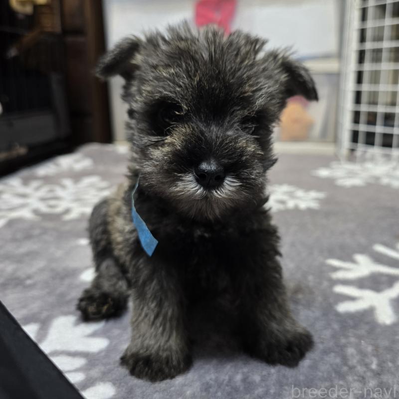 成約済の岡山県のミニチュアシュナウザー-427371の3枚目