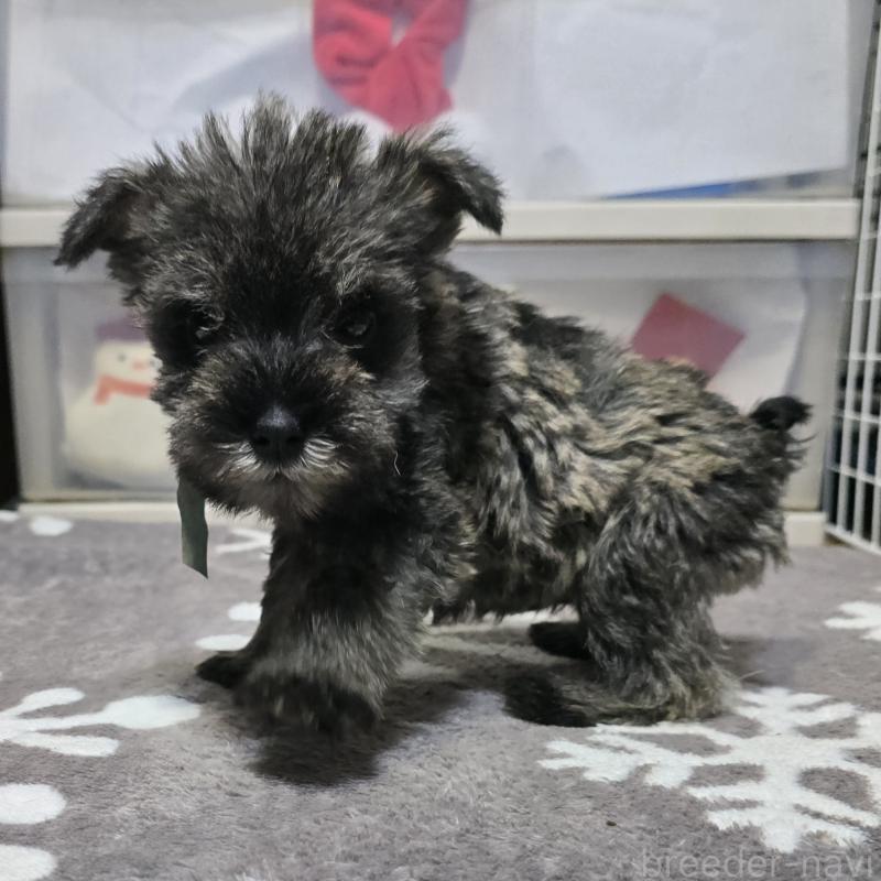 成約済の岡山県のミニチュアシュナウザー-427371の2枚目