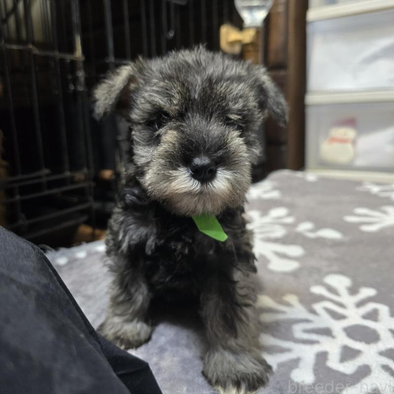 販売中の岡山県のミニチュアシュナウザー-427372