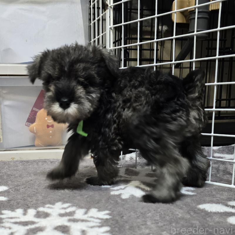 成約済の岡山県のミニチュアシュナウザー-427372の2枚目