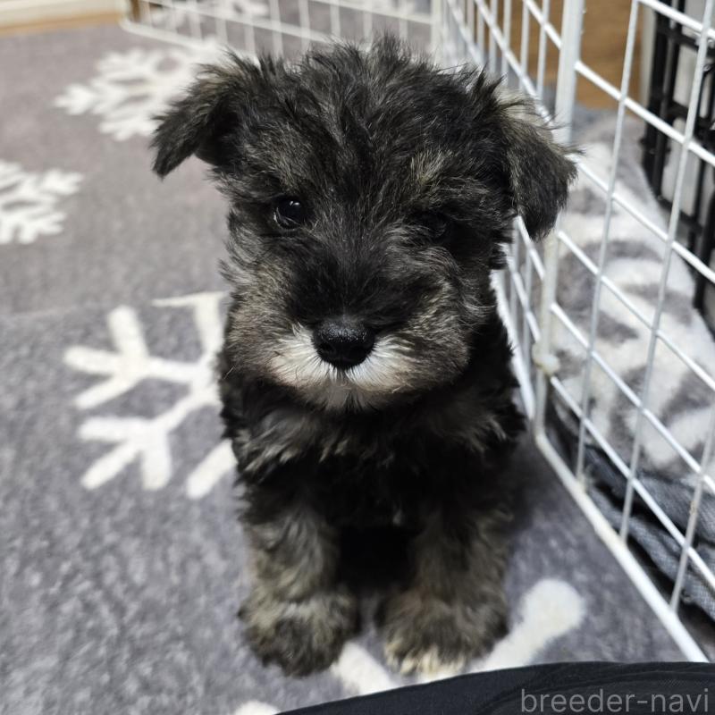 成約済の岡山県のミニチュアシュナウザー-427373の3枚目