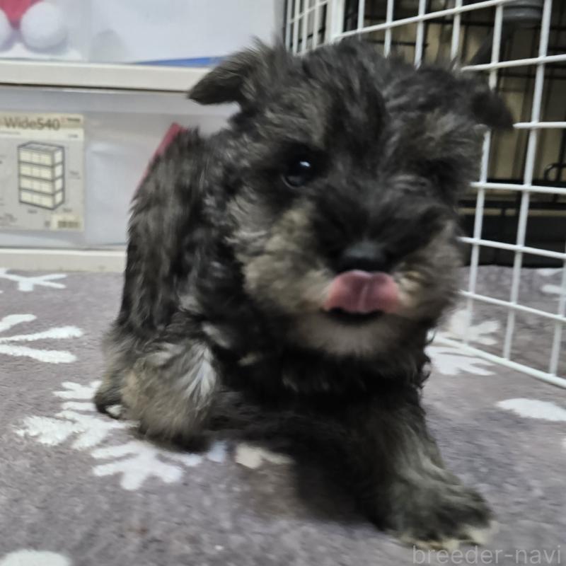 成約済の岡山県のミニチュアシュナウザー-427373の2枚目