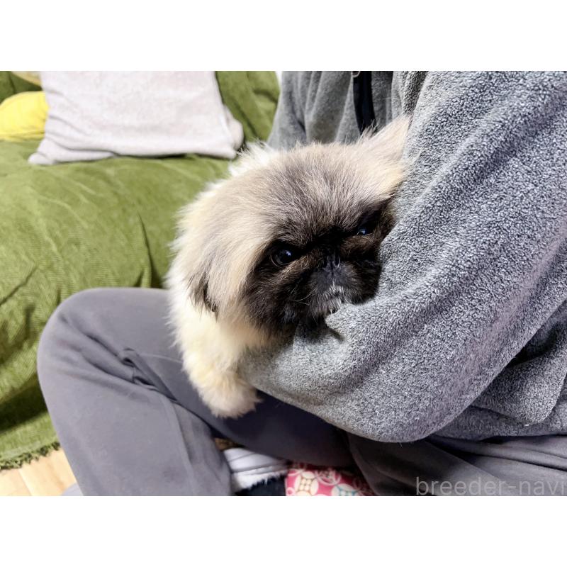 熊三妹くん1枚目