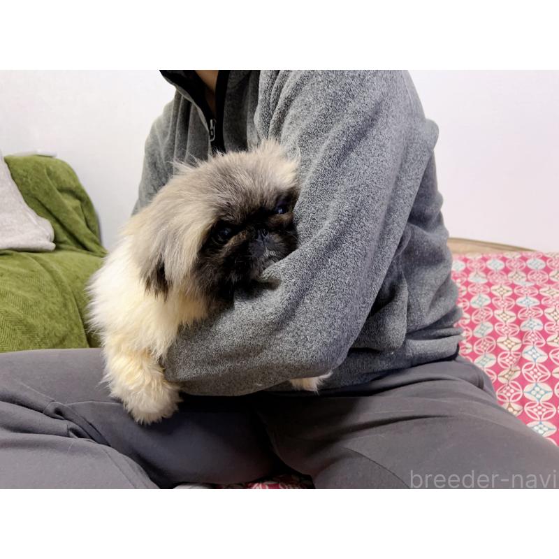 熊三妹くん1枚目