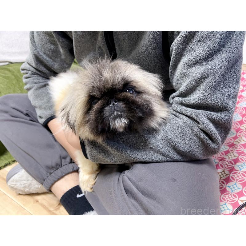 熊三妹くん1枚目