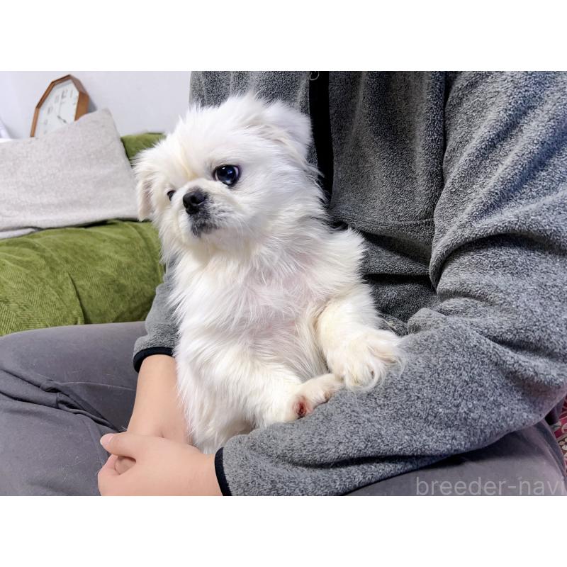 熊二妹くん1枚目