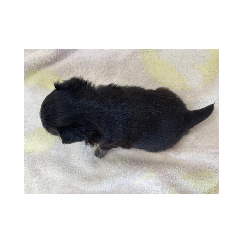 販売中の福岡県のチワワ(ロングコート)-434086の4枚目