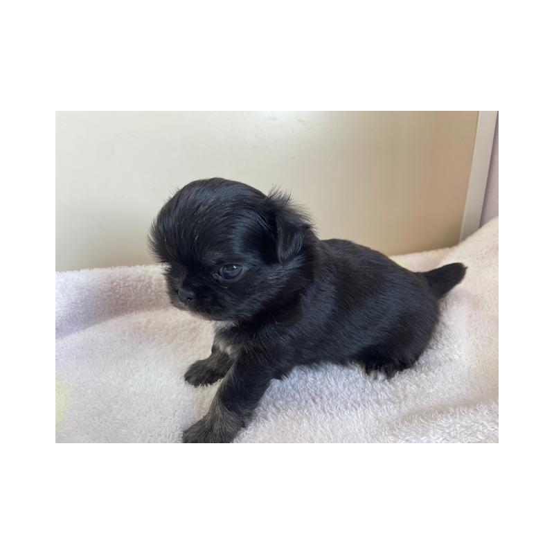 販売中の福岡県のチワワ(ロングコート)-434086の3枚目