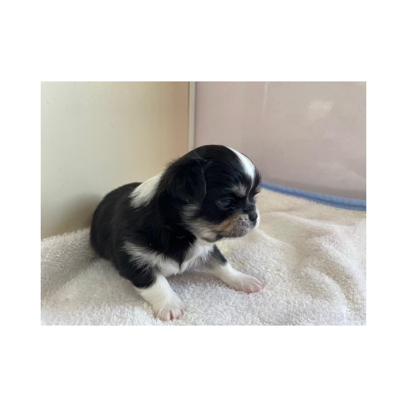 販売中の福岡県のチワワ(ロングコート)-434087の4枚目