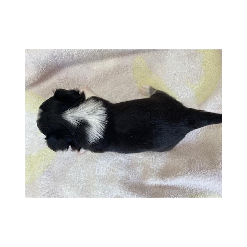 販売中の福岡県のチワワ(ロングコート)-434087の3枚目