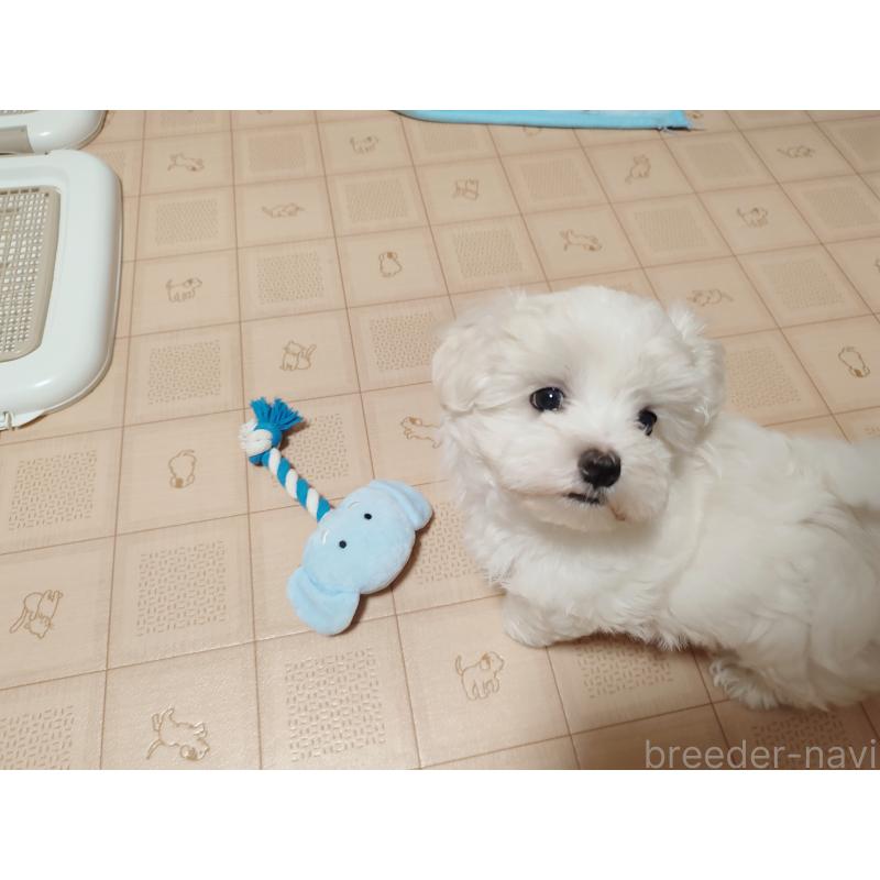 販売中の岡山県のマルチーズ-428294の6枚目