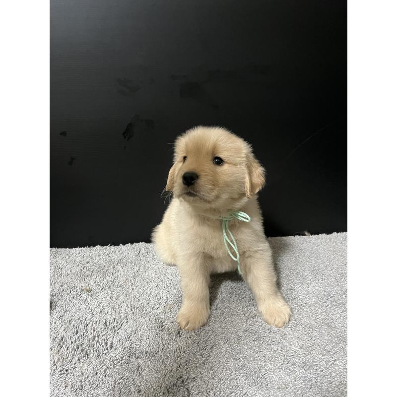 成約済の千葉県のゴールデンレトリーバー-430552の7枚目