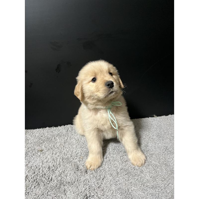 成約済の千葉県のゴールデンレトリーバー-430552の6枚目