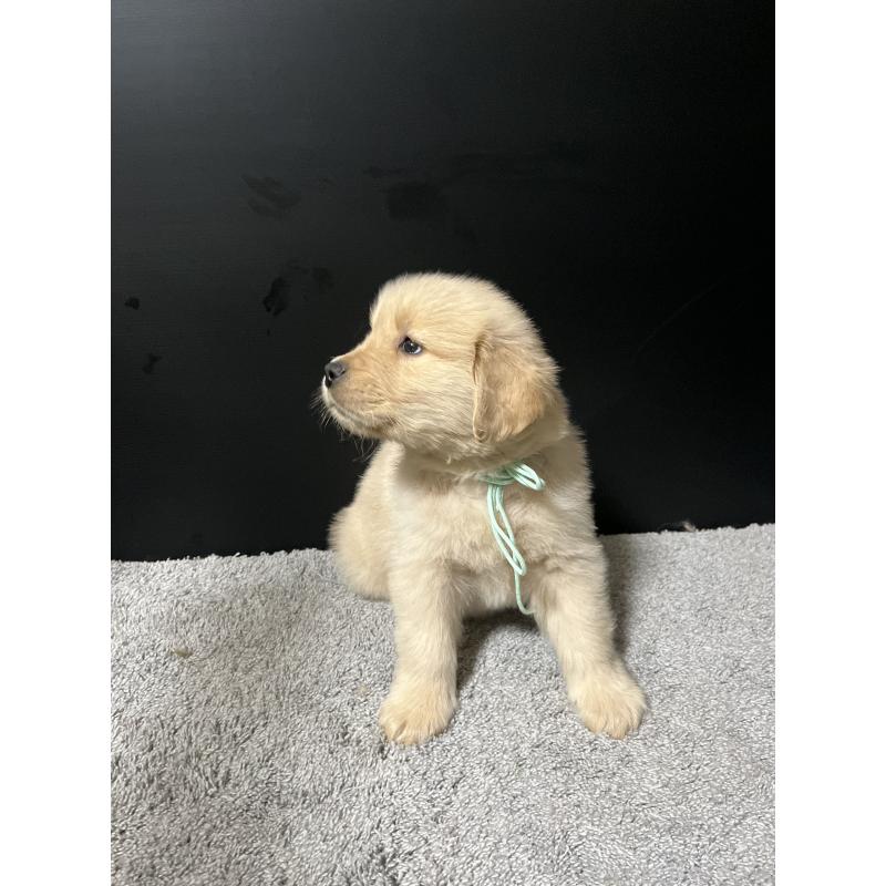 成約済の千葉県のゴールデンレトリーバー-430552の4枚目