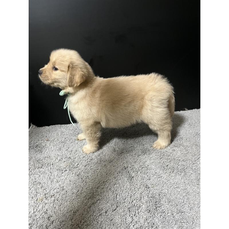 成約済の千葉県のゴールデンレトリーバー-430552の3枚目