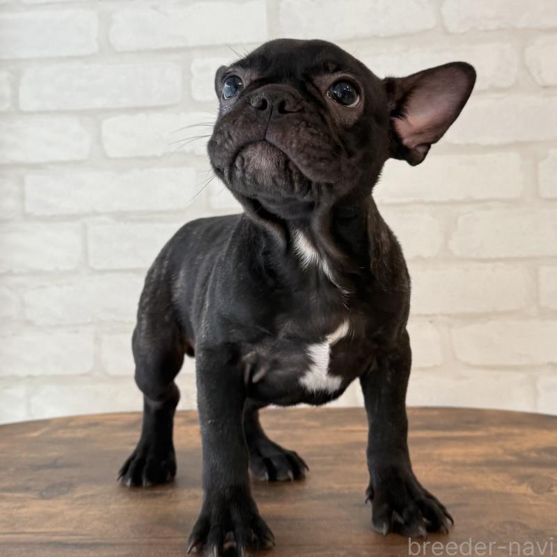 販売中の大阪府のフレンチブルドッグ-417415の11枚目