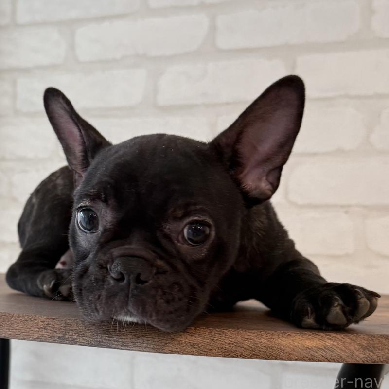 販売中の大阪府のフレンチブルドッグ-417415