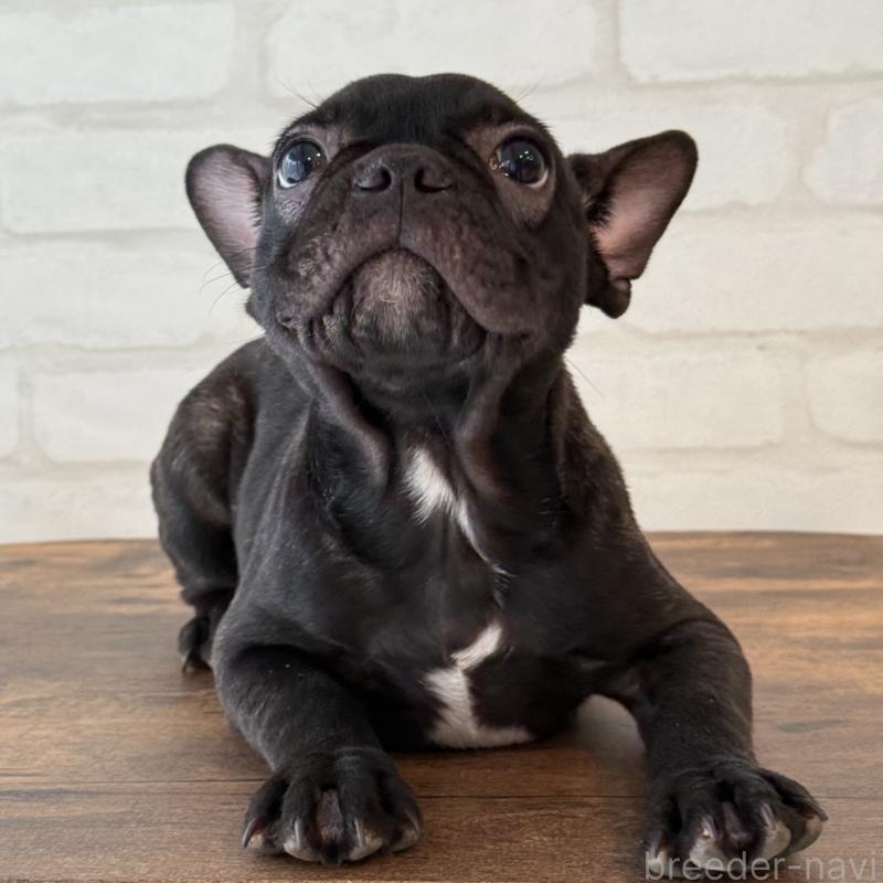 販売中の大阪府のフレンチブルドッグ-417415の9枚目
