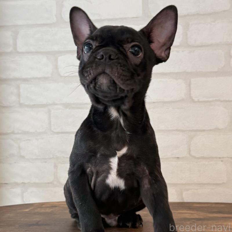 販売中の大阪府のフレンチブルドッグ-417415の8枚目
