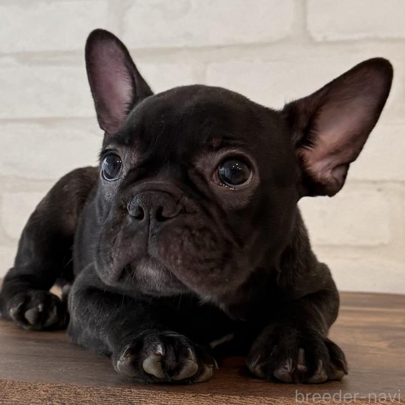 販売中の大阪府のフレンチブルドッグ-417415の5枚目