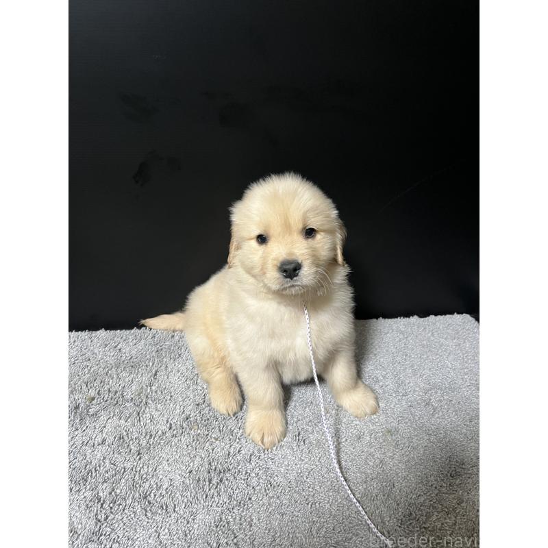 成約済の千葉県のゴールデンレトリーバー-430551の7枚目