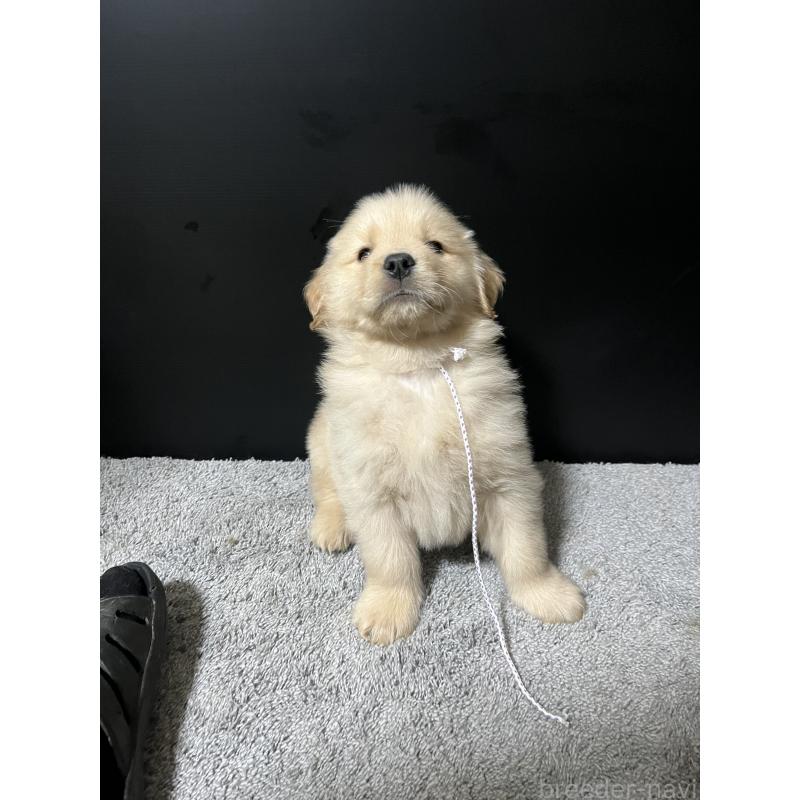 成約済の千葉県のゴールデンレトリーバー-430551の6枚目