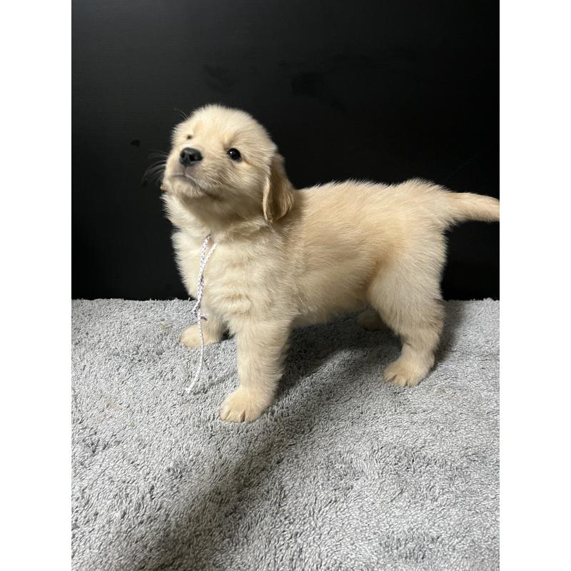 成約済の千葉県のゴールデンレトリーバー-430551の5枚目