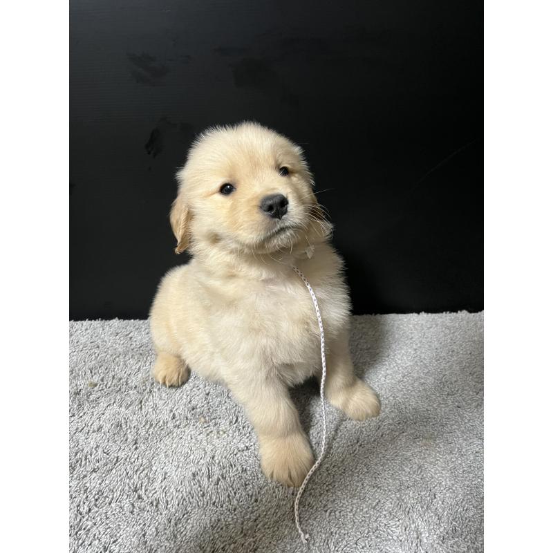 成約済の千葉県のゴールデンレトリーバー-430551の3枚目