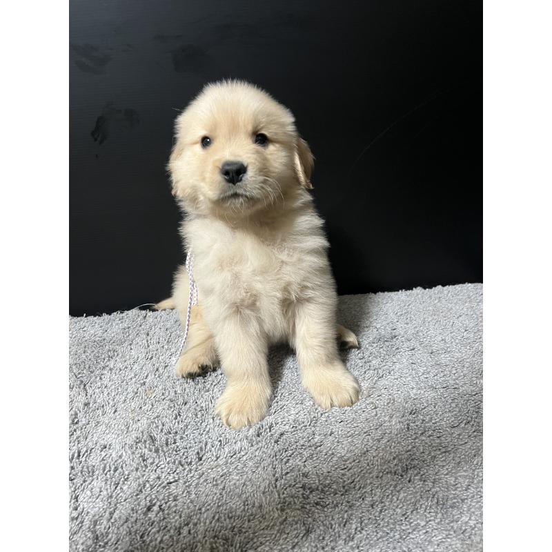 成約済の千葉県のゴールデンレトリーバー-430551の2枚目