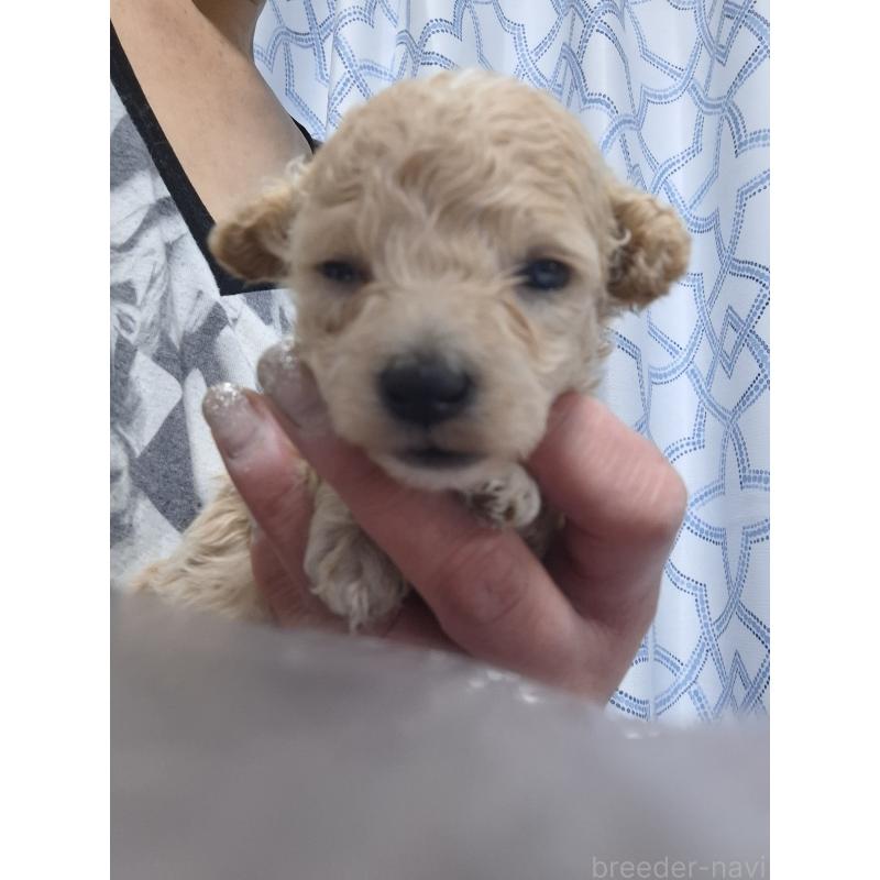 商談中の群馬県のビションプー:ビションフリーゼ×トイプードル-432975の12枚目