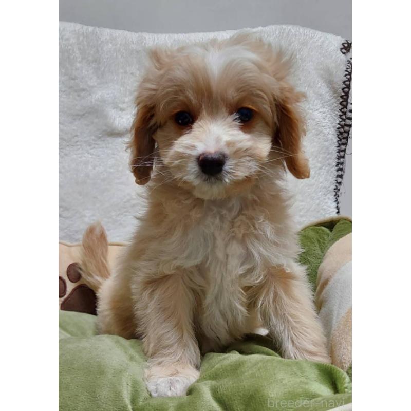 販売中の神奈川県のミックス犬-429590