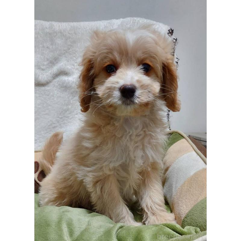 販売中の神奈川県のミックス犬-429590の4枚目