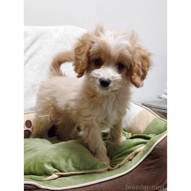 販売中の神奈川県のミックス犬-429590の3枚目