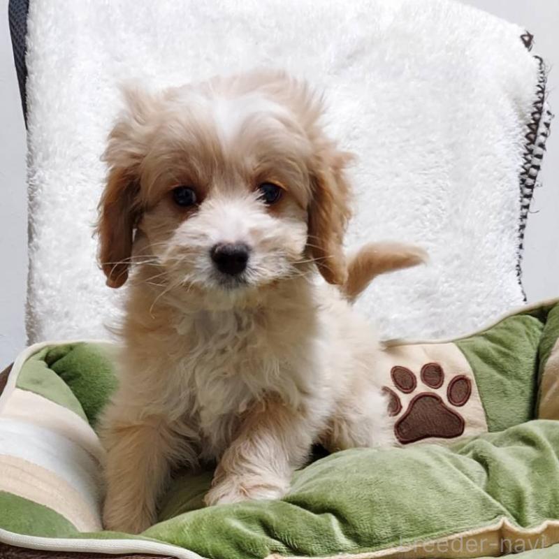 販売中の神奈川県のミックス犬-429590の2枚目