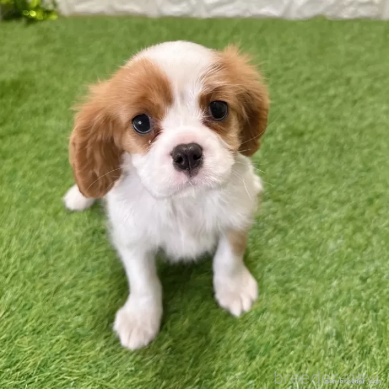 販売中の愛知県のキャバリアキングチャールズスパニエル-427121