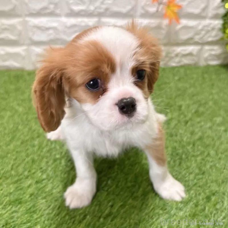 商談中の愛知県のキャバリアキングチャールズスパニエル-427121の3枚目