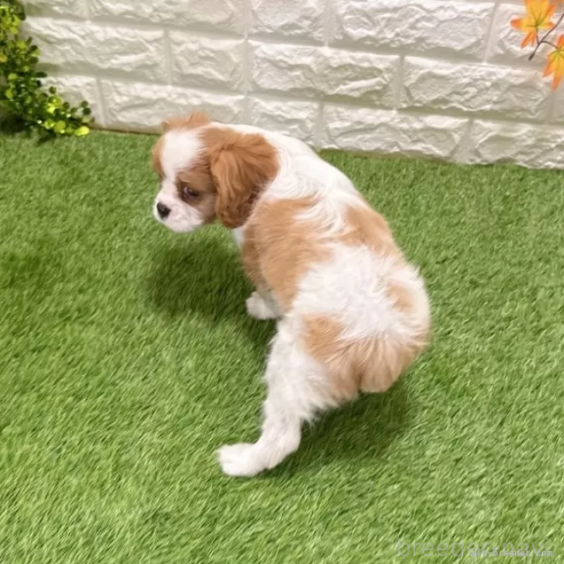 商談中の愛知県のキャバリアキングチャールズスパニエル-427121の2枚目