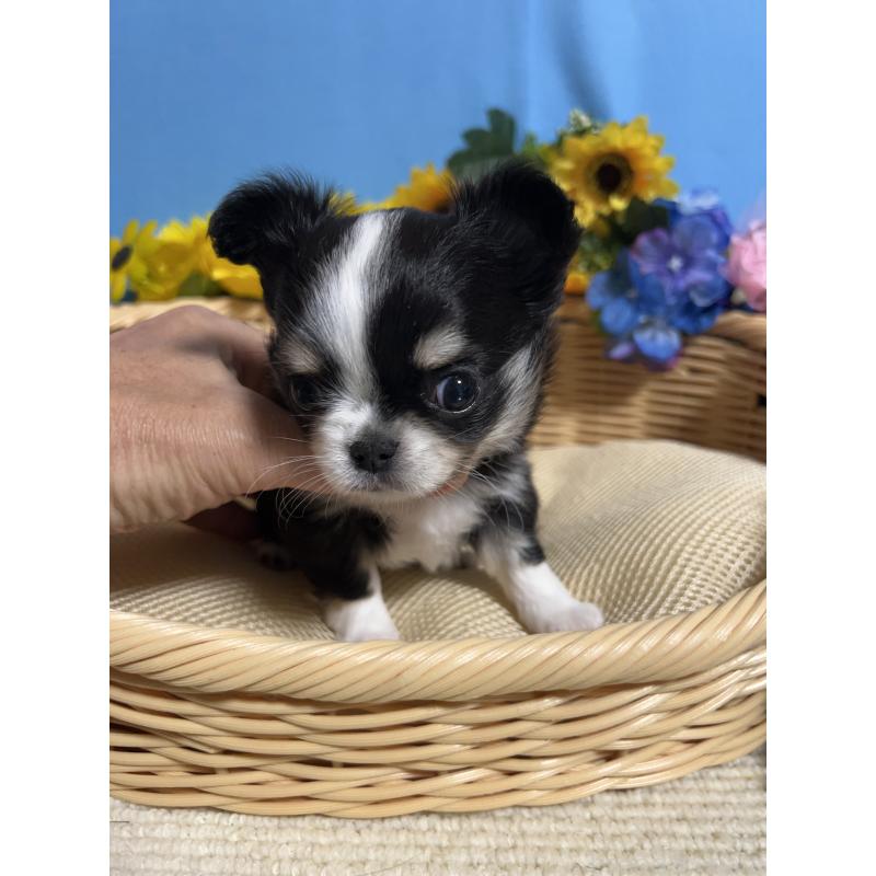 販売中の福岡県のチワワ(ロングコート)-434088の7枚目