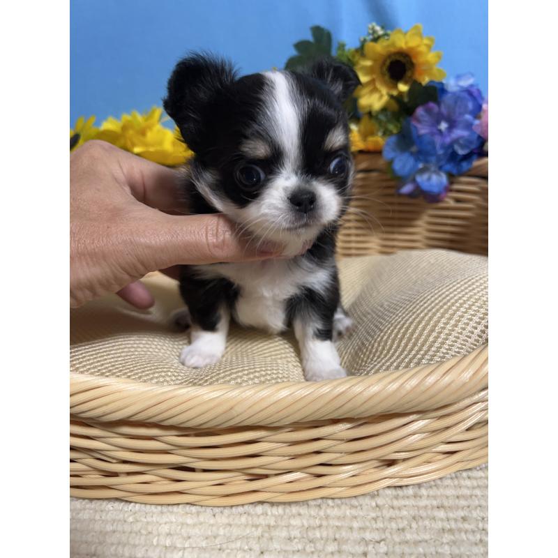 販売中の福岡県のチワワ(ロングコート)-434088の6枚目