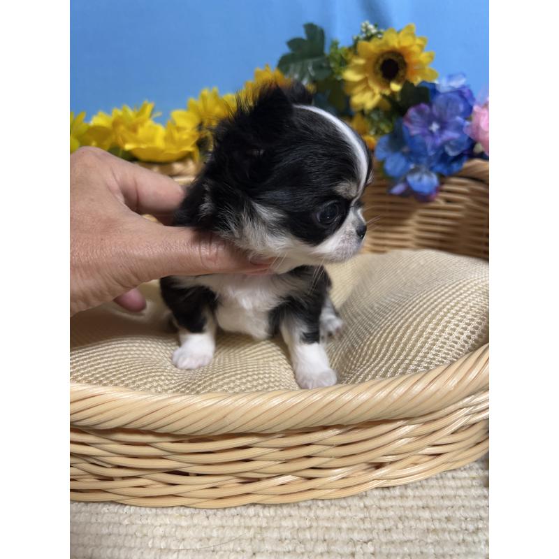 販売中の福岡県のチワワ(ロングコート)-434088の5枚目