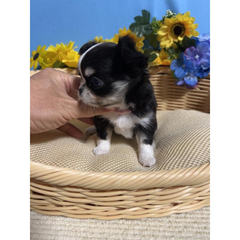 販売中の福岡県のチワワ(ロングコート)-434088の4枚目