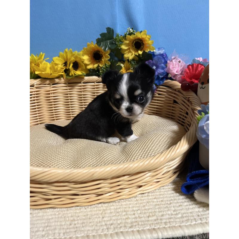 販売中の福岡県のチワワ(ロングコート)-434088の3枚目